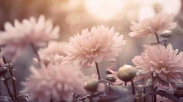 Soft dreamy sweet flower for love romance background. photo