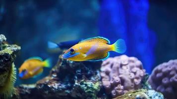 Animals of the underwater sea world. Ecosystem. Colorful tropical fish. photo