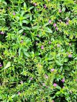 A plant with purple or pink flowers and green leaves photo