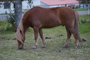 Horse on Pasture Eating Grass photo