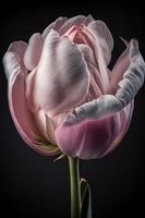 The tulip flower bloom in the dark photo