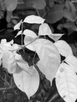 negro y blanco atmósfera con natural fotografía sin utilizando ninguna efecto en eso son entonces hermosa foto