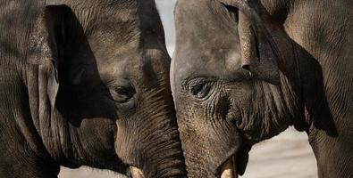 Two adult elephants walk in nature, spring day photo