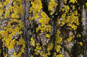 Moss cover on tree bark background. Close-up moss texture on tree surface. photo