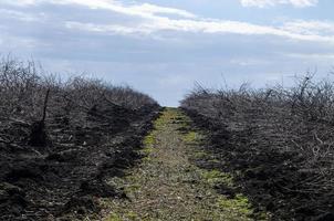 desarraigado antiguo manzana arboles desde el suelo, desarraigo de tocones, a rejuvenecer el jardín. dar el tierra un descansar. foto