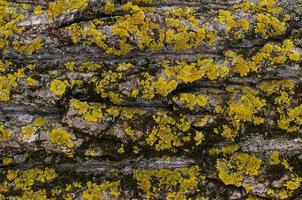 cubierta de musgo sobre fondo de corteza de árbol. textura de musgo de primer plano en la superficie del árbol. foto