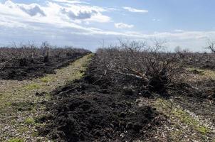 uprooted old apple trees from the ground, uprooting of stumps, to rejuvenate the garden. Give the earth a rest. photo