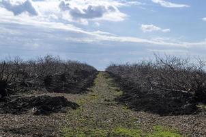 desarraigado antiguo manzana arboles desde el suelo, desarraigo de tocones, a rejuvenecer el jardín. dar el tierra un descansar. foto