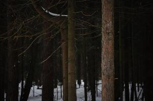 tree trunks in winter with bare branches photo