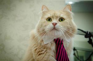 Doméstico rojo gato en un Corbata con verde ojos foto