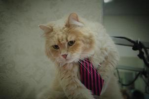 domestic red cat in a tie with green eyes photo