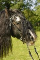 hermosa caballo a un caballo espectáculo foto