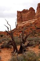 Twisted Juniper Tree in Arches National Park photo