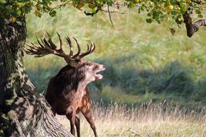 Large red deer stag roaring in the Autumn rut. photo