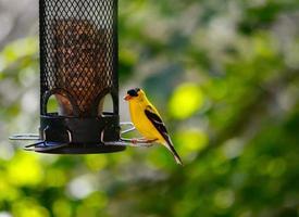 Male American Goldfinch at a bird feeder photo