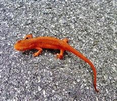 Eastern Red-spotted newt photo