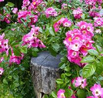 Pink and white 'Carefree Delight' rose growing on a wooden fence photo