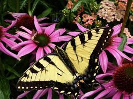 Eastern Tiger Swallowtail butterfly on coneflower photo