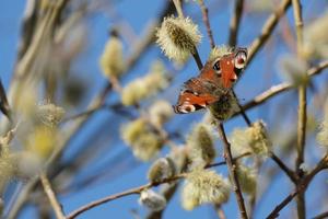 Peacock butterfly on a blooming willow branch close up, early spring nature photo