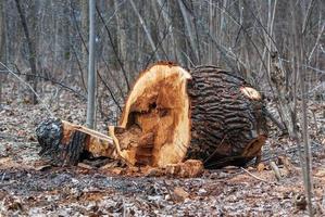 Cut down diseased old tree trunk in public park in early spring photo