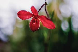 Red Venus slipper orchid flower on blurred background photo