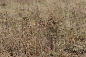 Late autumn. Background with dry plants. Grass, field, countryside photo