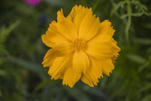 Close up photo of yellow cosmos flower when spring season.