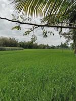 campos de arroz verde foto