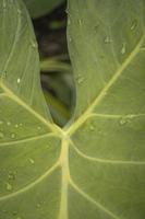 Close up of texture and surface taro leaves with water drops on the green garden. The photo is suitable to use for nature background, botanical content social media and leaf poster.