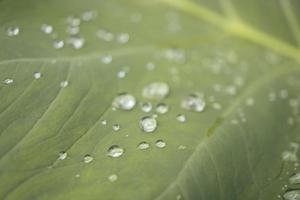 Close up of texture and surface taro leaves with water drops on the green garden. The photo is suitable to use for nature background, botanical content social media and leaf poster.