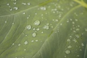 Close up of texture and surface taro leaves with water drops on the green garden. The photo is suitable to use for nature background, botanical content social media and leaf poster.