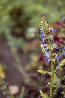 Close up photo of purple flower with blurry background when spring season. The photo is suitable to use for flower background, flower content social media and botanical poster.