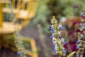 Close up photo of purple flower with blurry background when spring season. The photo is suitable to use for flower background, flower content social media and botanical poster.