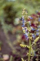 Close up photo of purple flower with blurry background when spring season. The photo is suitable to use for flower background, flower content social media and botanical poster.