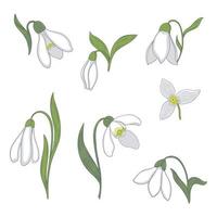 Set of snowdrop flowers isolated on white background. Vector graphics.