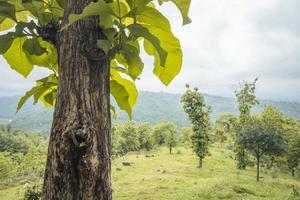 Scenic landscape of green hill view when cloudy sky after rain, Spring season East Java. The photo is suitable to use for nature background, holiday content social media and hill view poster.