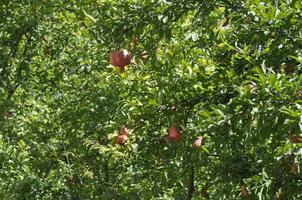 Pomegranate tree with ripe fruits and flowers in the garden photo