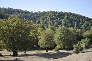 escabroso montaña terreno con majestuoso arboles foto