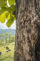 Close up photo of tree trunk wood local plant from Semarang Indonesia. The photo is suitable to use for nature texture background, content social media and poster.