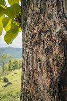 Close up photo of tree trunk wood local plant from Semarang Indonesia. The photo is suitable to use for nature texture background, content social media and poster.