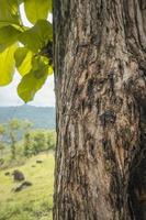 Close up photo of tree trunk wood local plant from Semarang Indonesia. The photo is suitable to use for nature texture background, content social media and poster.