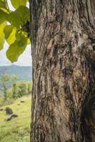 Close up photo of tree trunk wood local plant from Semarang Indonesia. The photo is suitable to use for nature texture background, content social media and poster.