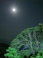 un lleno Luna es encima un árbol en el medio de un oscuro noche. foto