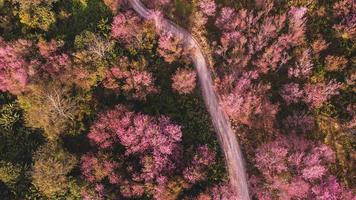 Aerial view of landscape  Beautiful Wild Himalayan Cherry Blooming pink Prunus cerasoides flowers photo