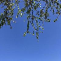 Blue sky with leaves photo