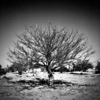 Dry tree without leaves photo