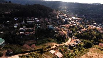 landscape of Beautiful Wild Himalayan Cherry Blooming pink Prunus cerasoides flowers at Phu Lom Lo Loei and Phitsanulok of Thailand photo