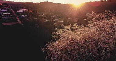 landscape of Beautiful Wild Himalayan Cherry Blooming pink Prunus cerasoides flowers at Phu Lom Lo Loei and Phitsanulok of Thailand photo