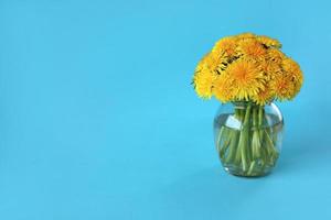 Bouquet of fresh yellow dandelions in little glass vase on blue backgroung. Hello summer concept. Place for text. Template for postcard, lettering or your design. photo