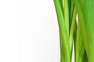 Green fresh leaves of daffodil on white background. Vertical plant leaves. Light green herb. Place for your text here. Blank for business card or banner. photo